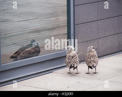 European herring gull (Larus argentatus) two lost chicks alone with window reflection Stock Photo