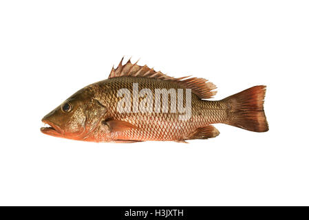 fresh Red snapper on white background + clipping paths Stock Photo