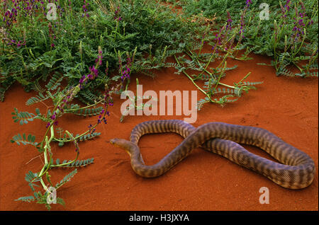 Woma python (Aspidites ramsayi) Stock Photo