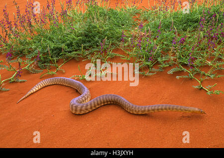 Woma python (Aspidites ramsayi) Stock Photo