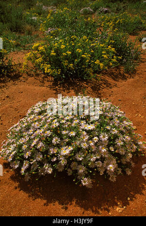 Minnie daisy (Minuria leptophylla) Stock Photo