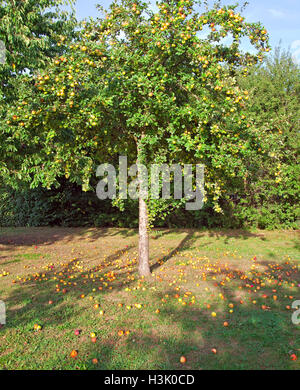 apples on the grass under apple tree Stock Photo