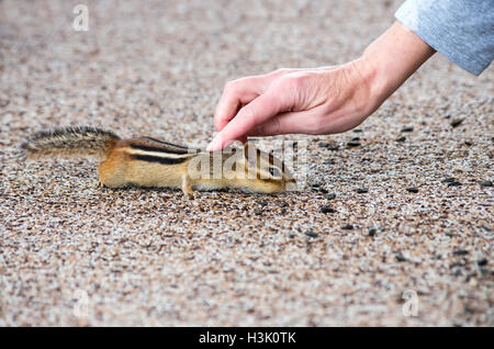 womans hand feeding and petting a wild chipmunk on an outdoor carpet Stock Photo