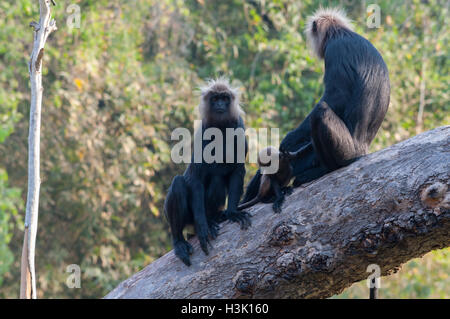 Nilgiri langur Stock Photo