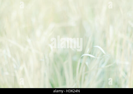 Selective soft focus meadow on sweet vintage colour filter. Abstract background. Stock Photo