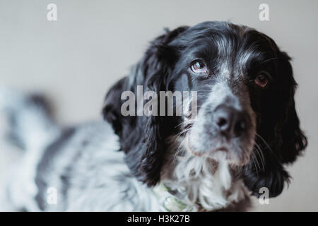 Colour image of a black and white cocker spaniel. Stock Photo
