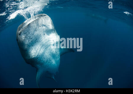 Whale shark (Rhincodon Typus) feeding vertically in water, Contoy Island, Mexico Stock Photo
