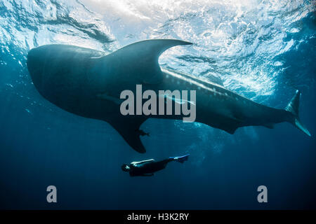 Whale shark (Rhincodon Typus) and diver swimming near surface of water, Contoy Island, Mexico Stock Photo