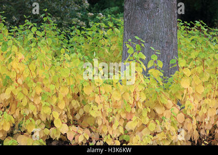 Wisley Gardens, Surrey, UK. 9th October 2016. Autumn colours at Wisley Gardens, Surrey, England. Credit:  Julia Gavin UK/Alamy Live News Stock Photo