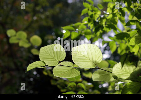 Wisley Gardens, Surrey, UK. 9th October 2016. Leaves backlit by the morning sunshine at Wisley Gardens, Surrey, England. Credit:  Julia Gavin UK/Alamy Live News Stock Photo