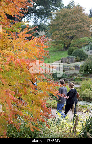 Wisley Gardens, Surrey, UK. 9th October 2016. Autumn colours at Wisley Gardens, Surrey, England. Credit:  Julia Gavin UK/Alamy Live News Stock Photo