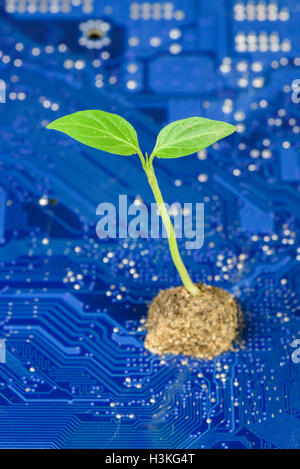 Green sprout (plant) growing from blue PC motherboard Stock Photo