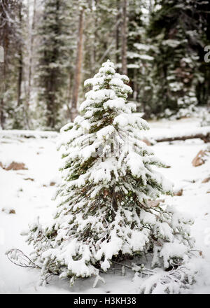 Small Christmas tree in the forest Stock Photo