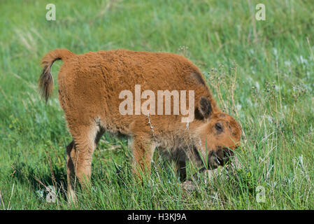 American Bison (Bison bison) calf rubbing rock, Fort Custer State Park, S. Dakota USA Stock Photo