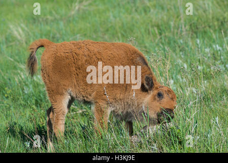 American Bison (Bison bison) calf rubbing rock, Fort Custer State Park, S. Dakota USA Stock Photo