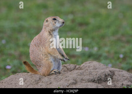 Black-tailed Prairie Dog at den, Cynomys ludovicianus Theodore Roosevelt National Park North Dakota United States Stock Photo