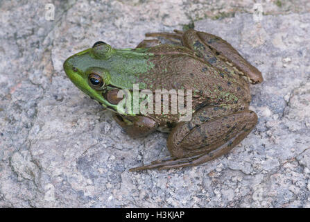 Green Frog Rana clamitans sitting on rock  Eastern USA Stock Photo