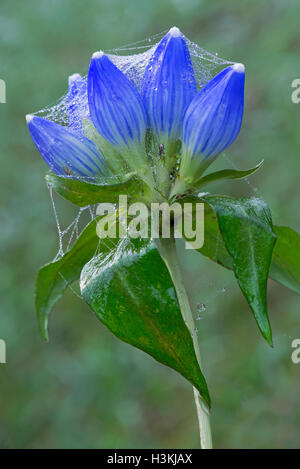 Gentians Gentiana andrewsii with dewy spider webs, Eastern USA Stock Photo