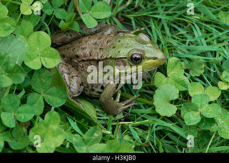 Green Frog Rana clamitans sitting in grass and clover, Eastern USA Stock Photo