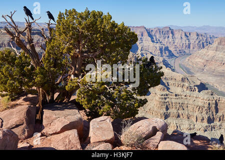 Black ravens on old juniper tree in Grand Canyon Stock Photo