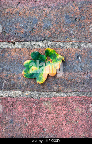 Fallen single oak leaf in autumn on a brick path Stock Photo