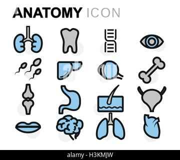 Vector flat line anatomy icons set on white background Stock Vector