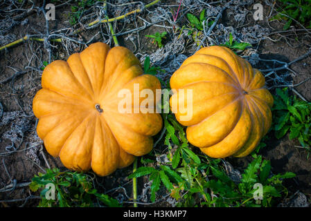 Ripe pumpkins on the field Stock Photo