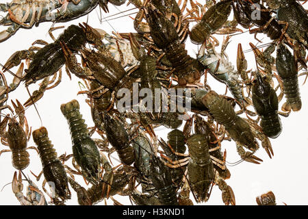 Alive crayfish isolated on white background, live crayfish closeup, fresh crayfish. Beer snacks, river crayfish. Stock Photo