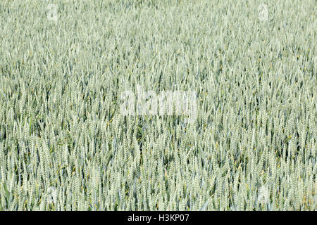 field of wheat Stock Photo