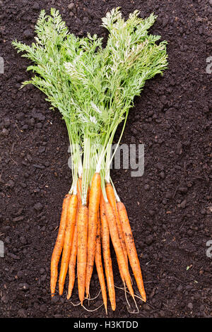 Freshly harvested bunch of young carrots with their green leafy tops lying on a background layer of rich fertile soil Stock Photo