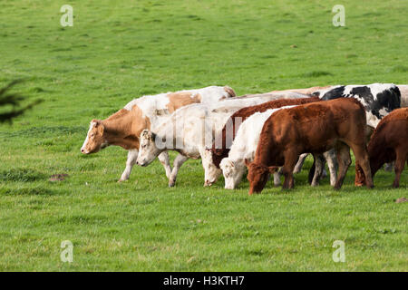 herd of cattle in field Stock Photo