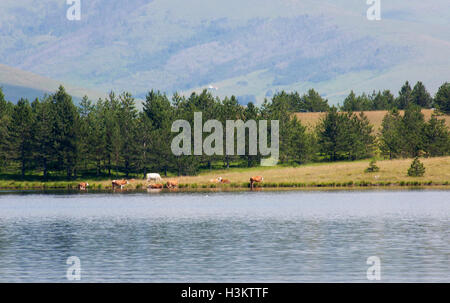 Lake 'Ribnicko jezero' is the second largest in Mount Zlatibor.The length of this lake is approximately 2,000 meters Stock Photo