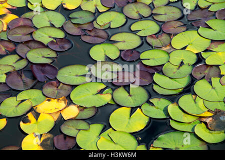 Water lily pads on a pond in autumn Stock Photo