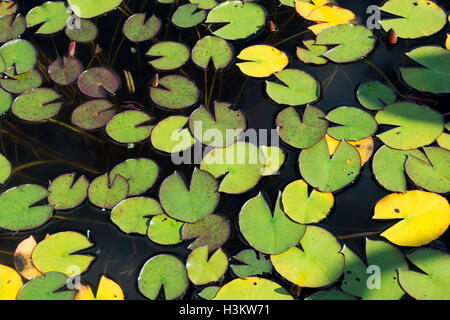 Water lily pads on a pond in autumn Stock Photo