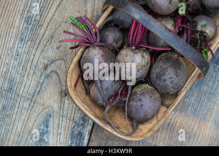 Beta vulgaris . Harvested red beetroots in a wooden trug Stock Photo