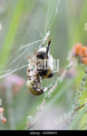 Marbled Orb Weaver, Araneus marmoreus wrapping up a recently caught bumble bee. Sussex, UK. August