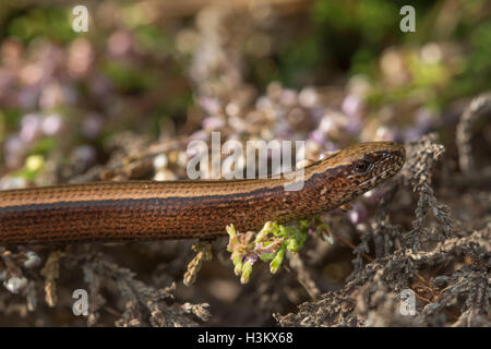 Close-up of female slow worm (Anguis fragilis) in heathland in Surrey, UK Stock Photo