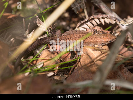 Juvenile common or viviparous lizard (Zootoca vivipara) basking in sunshine on dead leaves Stock Photo