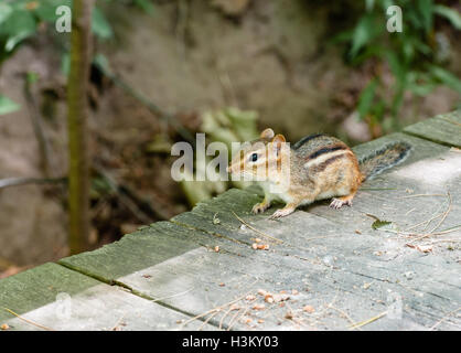 Alert chipmunk looking left standing on wood deck in shadow line against blurred vegetation. Stock Photo