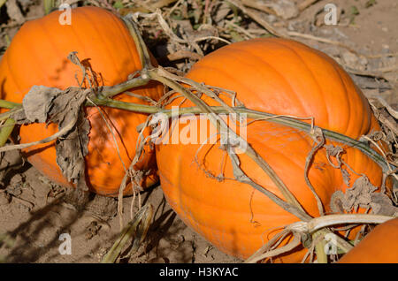Autumn orange pumpkins growing on the vine in agricultural field Stock Photo