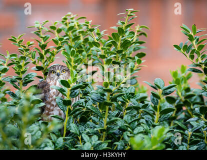 Immature Coopers Hawk hiding in the backyard bushes Stock Photo