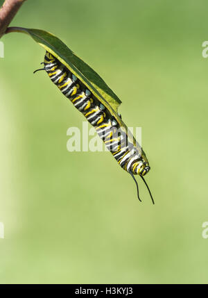 Monarch butterfly caterpillar feeding on garden milkweed Stock Photo