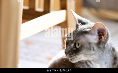 face of a devon rex with highly awarded bloodline Stock Photo