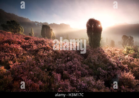 misty sunrise on hills with flowering heather, Totengrund, Germany Stock Photo