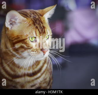 Close-up of Bengal cat on a purple background. Stock Photo