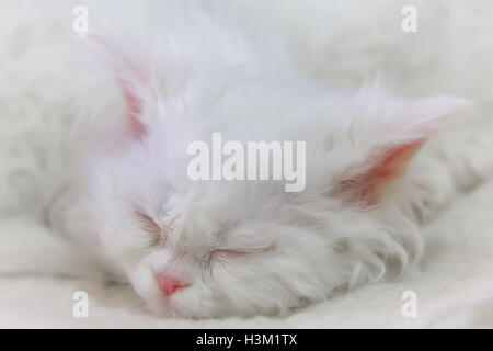 Sleeping white kitten Selkirk Rex or "cat-sheep". Stock Photo