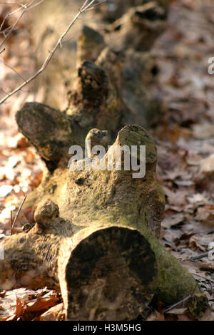 Tree trunk cut, laying on ground, without branches Stock Photo
