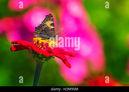 butterfly resting on a zinnia flower, collecting nectar Stock Photo