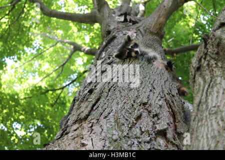 Young North American Raccoon In a Tree Stock Photo