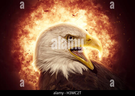 Portrait of an American bald eagle Stock Photo